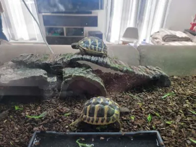 Tortue hermann - Tortues & Reptiles