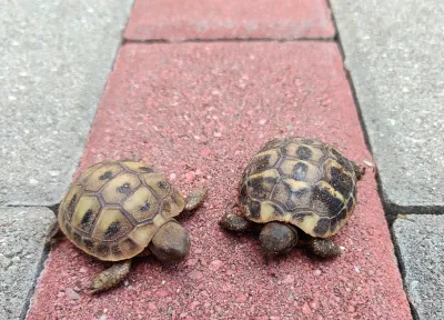 Bébé Tortue terrestre, juvénile Hermann. - Tortues & Reptiles - Nice (06000)