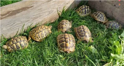 Tortues terrestres hermann testudo hermanni herman - Tortues & Reptiles
