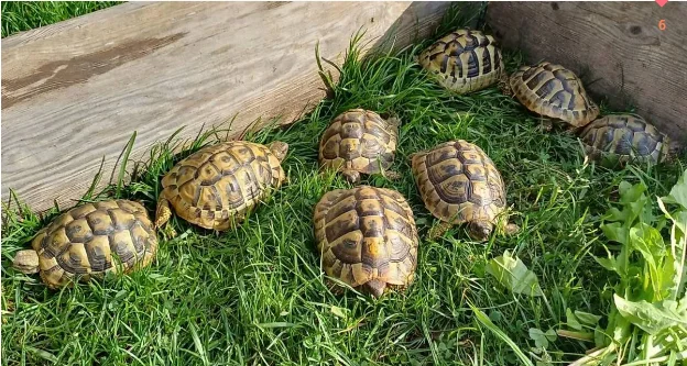 Tortues terrestres hermann testudo hermanni herman - Tortues & Reptiles - Annecy (74000)