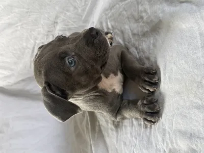Chiots type American Staffordshire Terrier - photo 3