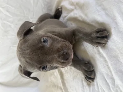 Chiots type American Staffordshire Terrier - photo 4