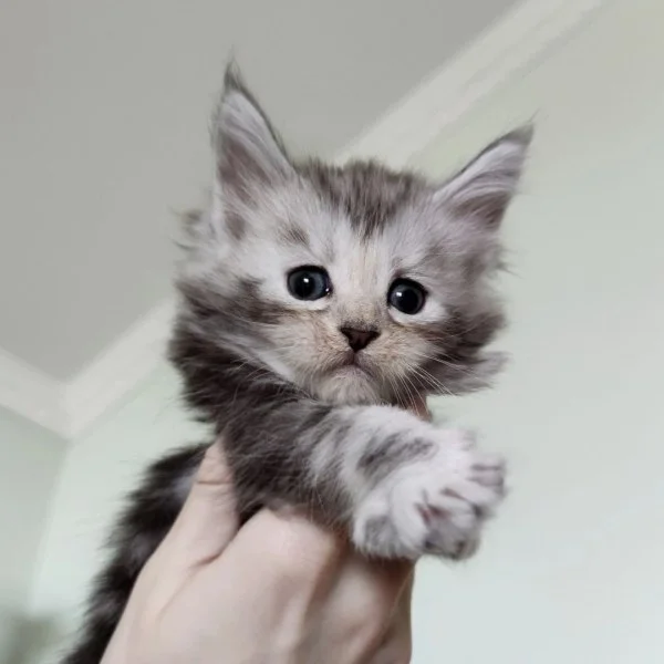 Chatons maine coon à vendre - Chats - Paris 10e (75010)