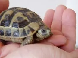 A vendre tortues Hermann - Tortues & Reptiles - Esbarres (21170)
