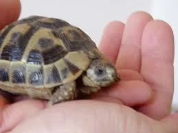 A vendre tortues Hermann - Tortues & Reptiles - Esbarres (21170)