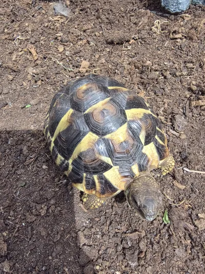 Tortues Hermann - photo 4