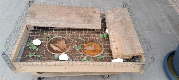 Terrarium (reptiles, tortue de terre) - Tortues & Reptiles - Fos-sur-Mer (13270)