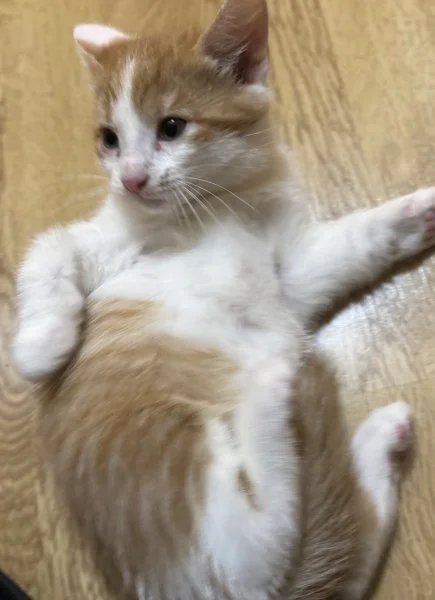 Chaton poile long et court - Chats - Paris 9e Arrondissement (75009)