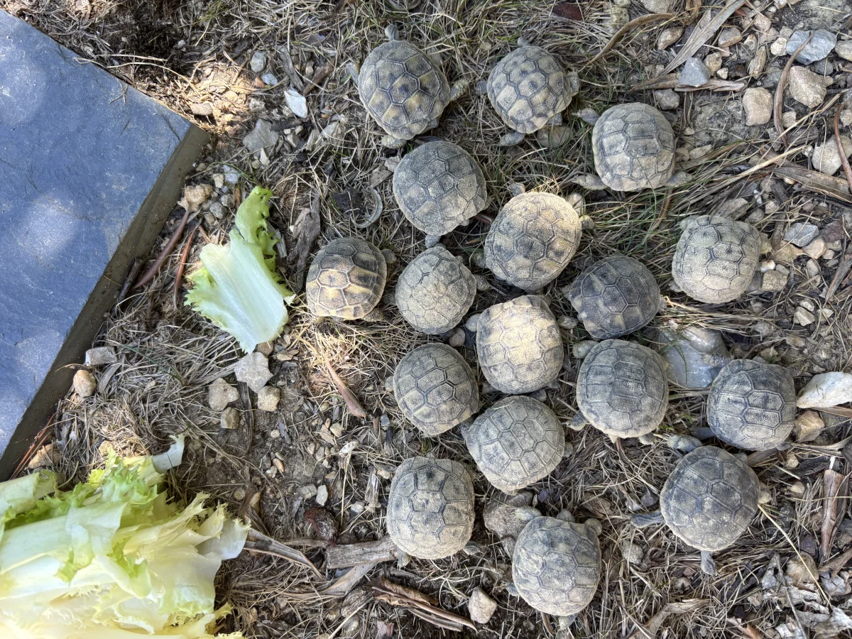 Tortue Hermann dans le GARD - Tortues & Reptiles - Calvisson (30420)