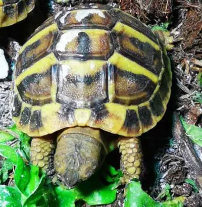 Tortues nées 2025 - Tortues & Reptiles