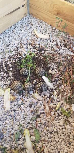 Tortue herman - photo 3