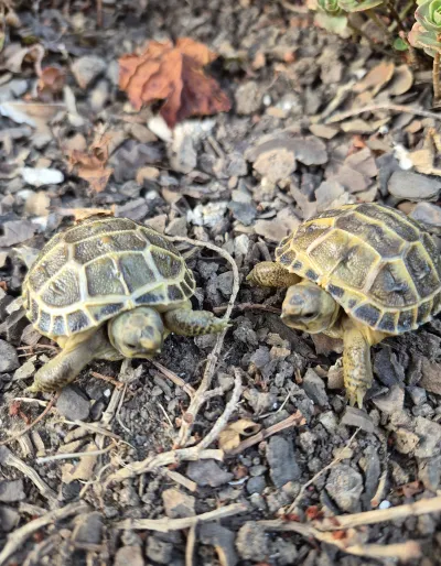 Tortue de terre - Tortues & Reptiles - Thoraise (25320)