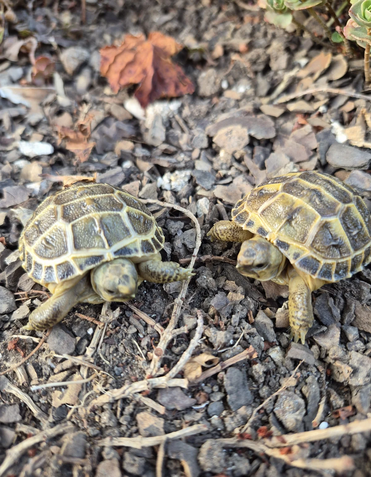 Tortue de terre - Tortues & Reptiles - Thoraise (25320)