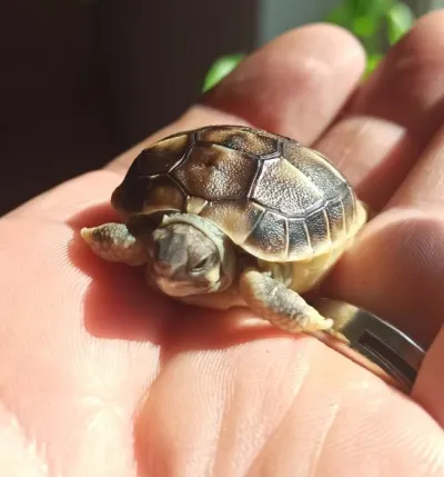 Tortues de terre - photo 3