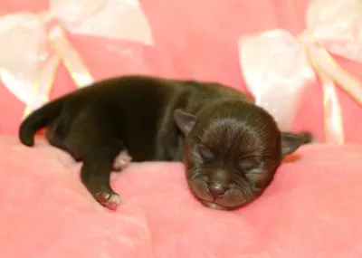 Don de Magnifiques chiots Chihuahua LOF - photo 2