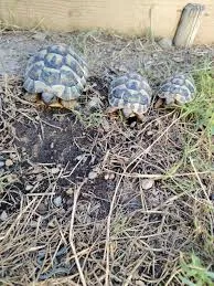 Tortues terrestres Hermann - Tortues & Reptiles - Rennes (35200)
