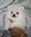 A donner Superbe chiot de pure race spitz allemand - Chiens - Saint-Herblain (44800)