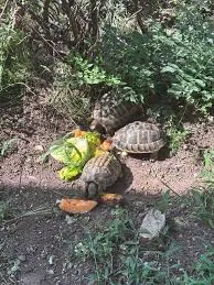 Tortues terrestres Hermann - photo 2