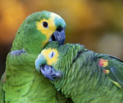 Cède couple de perroquets Amazone à front bleu - Rongeurs & Oiseaux - Strasbourg (67000)