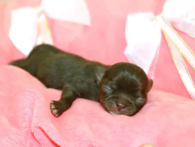 Don de Magnifiques chiots Chihuahua LOF - photo 3