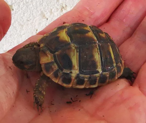 Tortue juvénile née 2025 - Tortues & Reptiles - Villeneuve-le-Roi (94290)