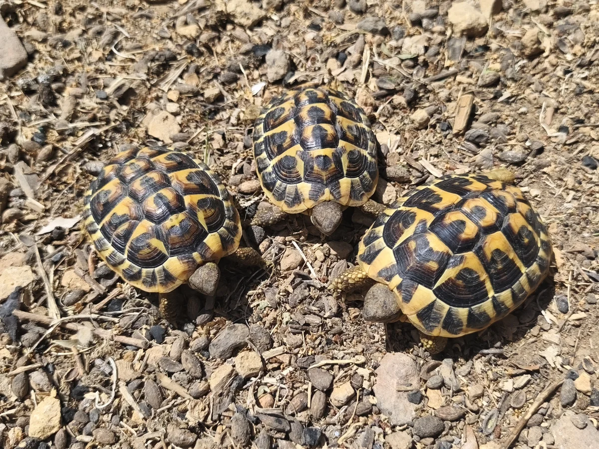 Bébés tortues Hermann (2 à 4 ans) - Tortues & Reptiles - Toulon (83200)