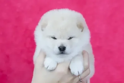 Magnifiques chiots shina inu pure race - photo 2