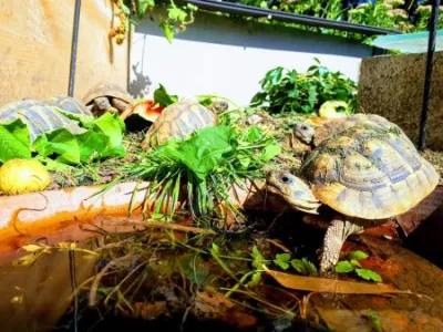 Dispos de suite tortues terrestres - Tortues & Reptiles - Valence (26000)