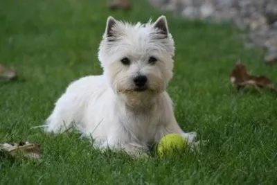 Cherche chiot westie mâle - Chiens - Manduel (30129)