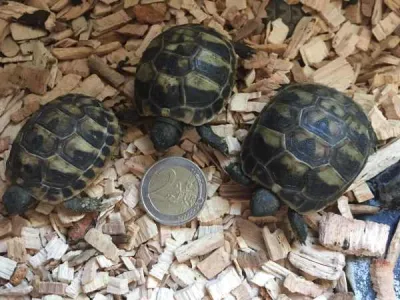 Tortues de terre juvenilles - photo 3