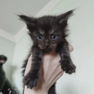 Chatons maine coon à vendre - photo 3