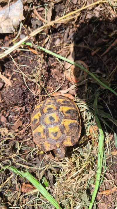 Tortue juvénile - Tortues & Reptiles