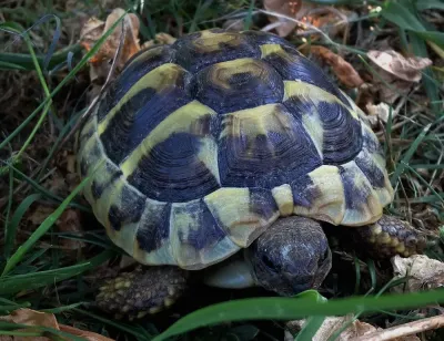 A VENDRE JOLIE TORTUES DE TERRE - Tortues & Reptiles