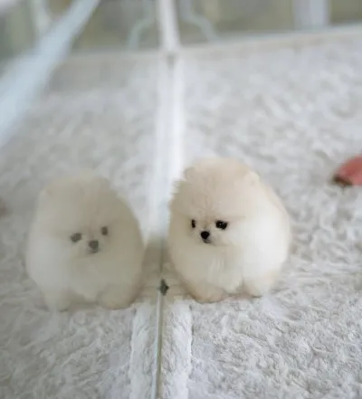 Chiot spitz nain disponible - photo 4