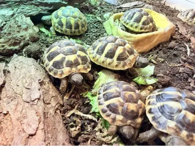 Tortues hermann - Tortues & Reptiles - Annecy (74000)