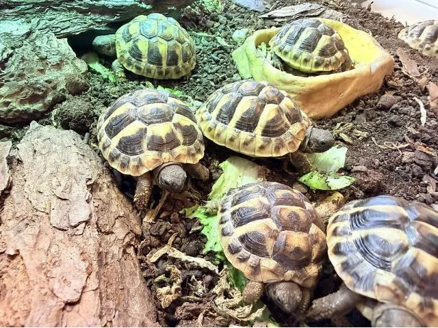 Tortues hermann - Tortues & Reptiles - Annecy (74000)