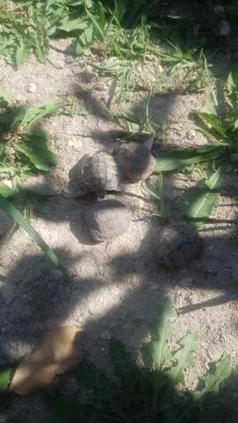 Tortue herman - Tortues & Reptiles - Belcodène (13720)