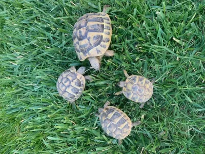BB Tortues de terre - Tortues & Reptiles