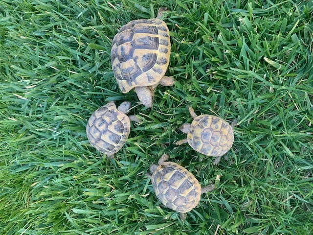 BB Tortues de terre - Tortues & Reptiles - Générac (30510)