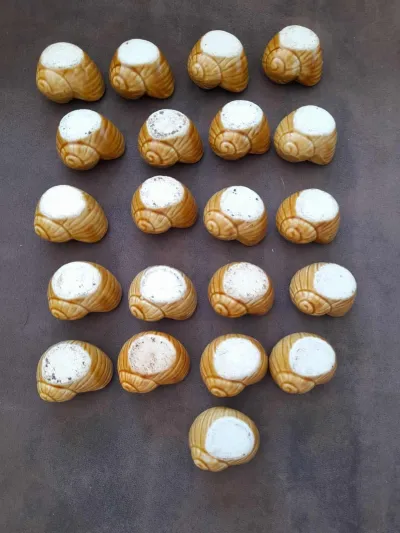 LOT DE 21 Coquilles d'Escargots en Pocelaine - photo 4