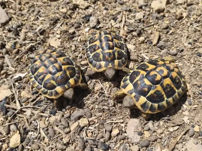 Bébé tortues de terre - Tortues & Reptiles - Dijon (21000)