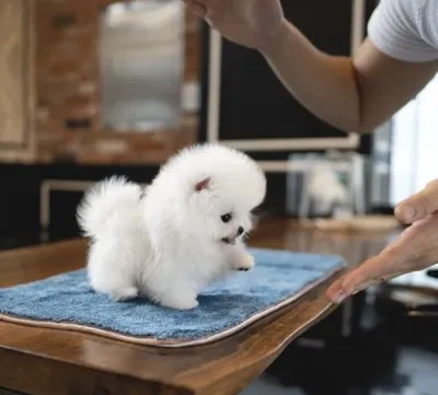 Chiot spitz nain disponible - photo 3