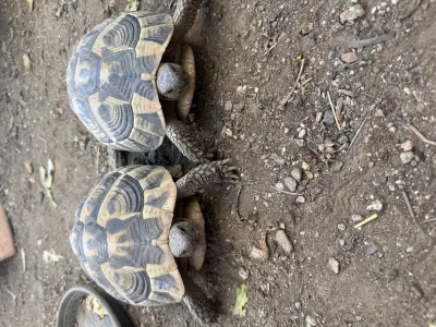 2 femelles Herman 10 ans - Tortues & Reptiles