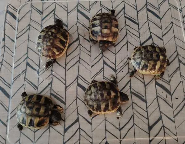 Tortue juvénile - Tortues & Reptiles - Angoulême (16000)