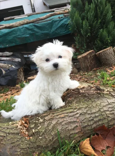 Bichon maltais à adopter - Chiens - Luzy (58170)