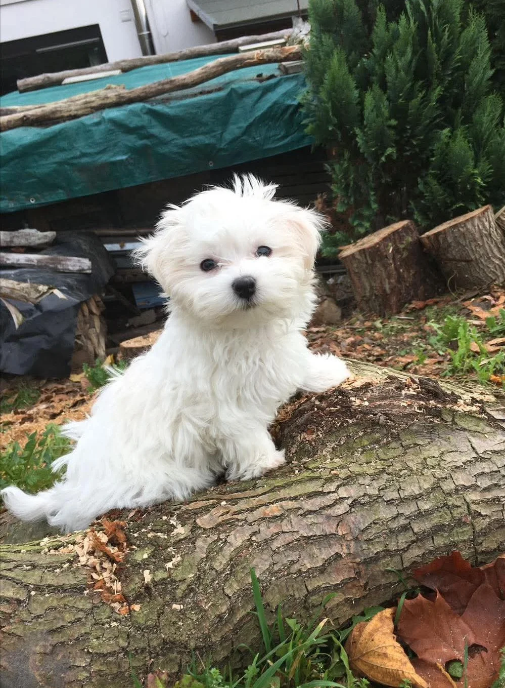 Bichon maltais à adopter - Chiens - Luzy (58170)