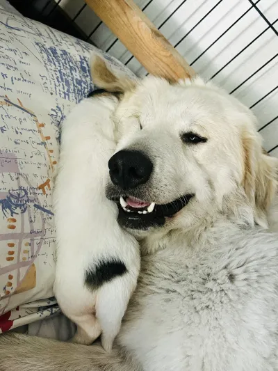 7 chiot à vendre - photo 4
