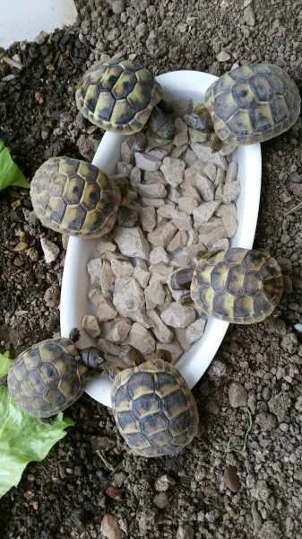 Tortues hermann juvéniles - Tortues & Reptiles - Fos-sur-Mer (13270)