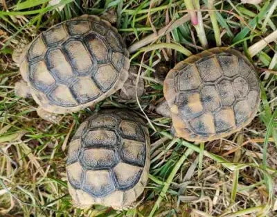 Tortues juvéniles - Tortues & Reptiles - Coulommiers (77120)