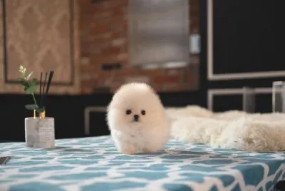 Chiot spitz nain disponible - Chiens - Paris 12e Arrondissement (75012)